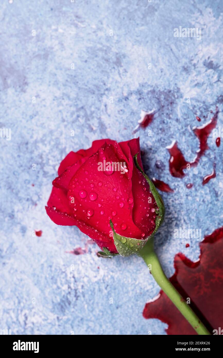 Rose rosse e sangue su sfondo blu con spazio per la copia e spazio per il testo Foto Stock
