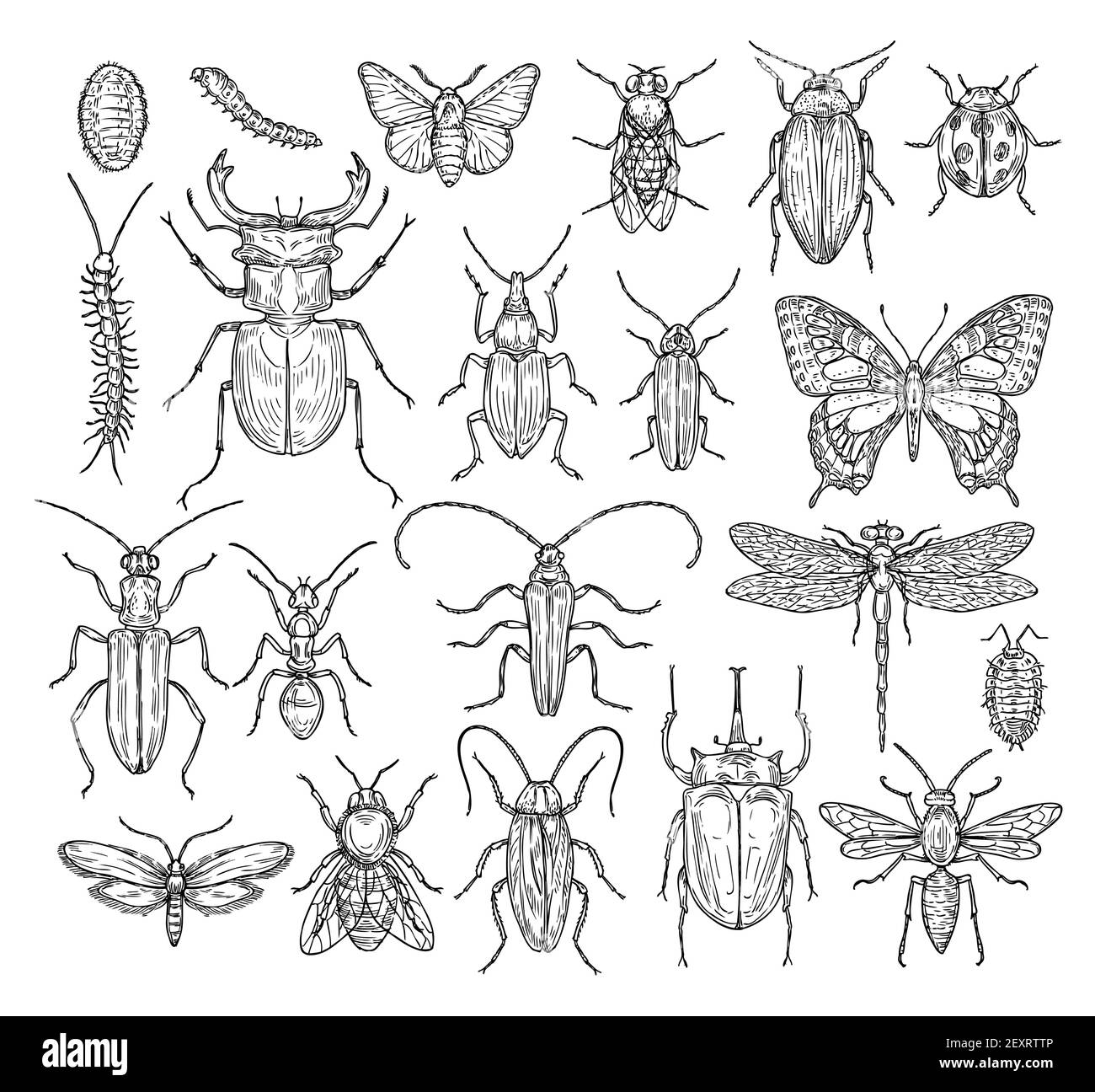 Schizzi di insetti. Farfalla, scarabeo e mosca, formica. Dragonfly, ladybug e ape. Collezione vettoriale d'incisione disegnata a mano d'epoca. Illustrazione libellula di insetto e scarabeo, farfalla e formica Illustrazione Vettoriale