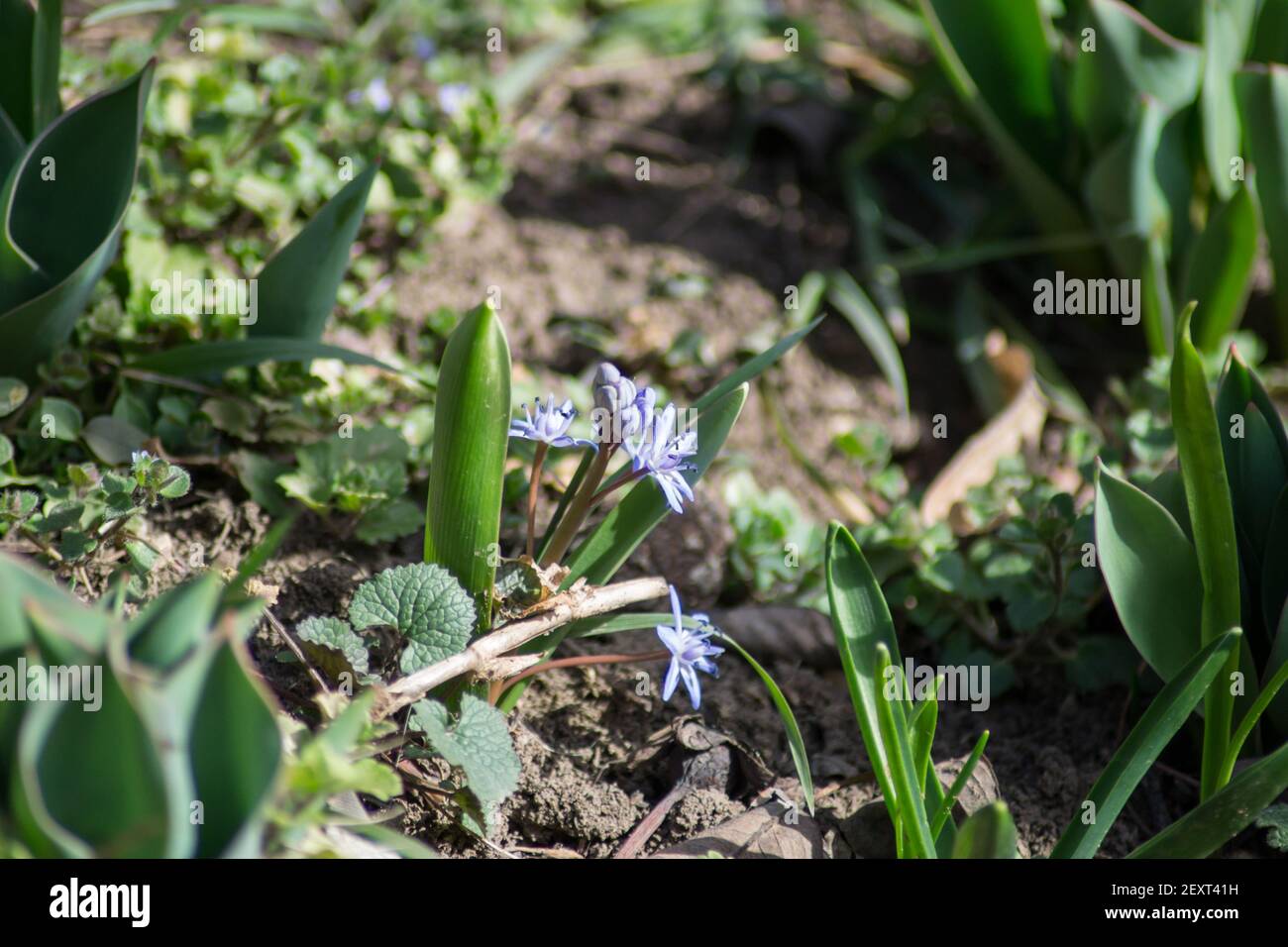 Primi fiori di primavera nel giardino, squill, blu Scilla bifolia fiorire in un prato, all'aperto, fiori selvatici Foto Stock