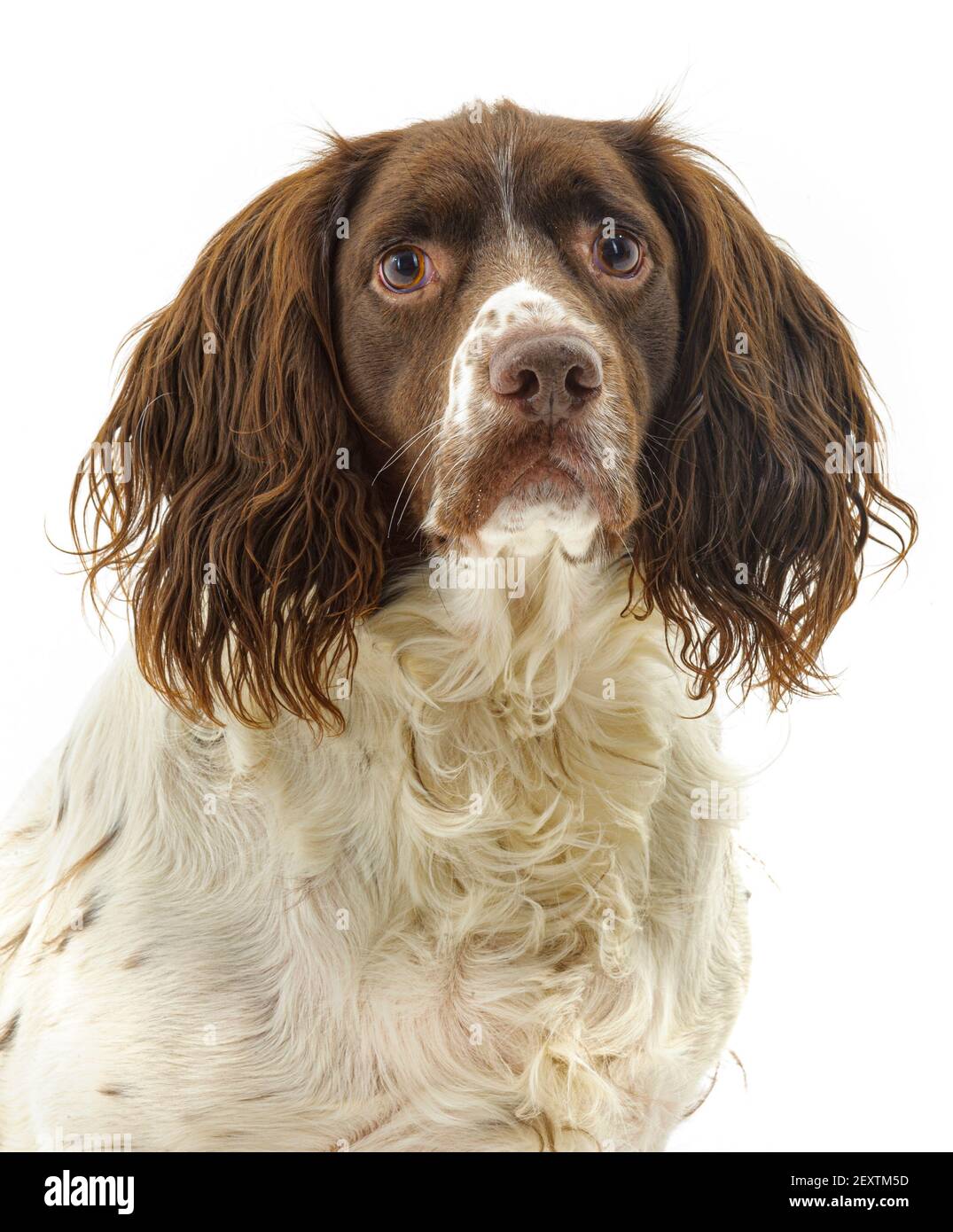 Un inglese Springer Spaniel, una razza di pistoleri in funzione, su uno sfondo bianco fotografato in uno studio Foto Stock