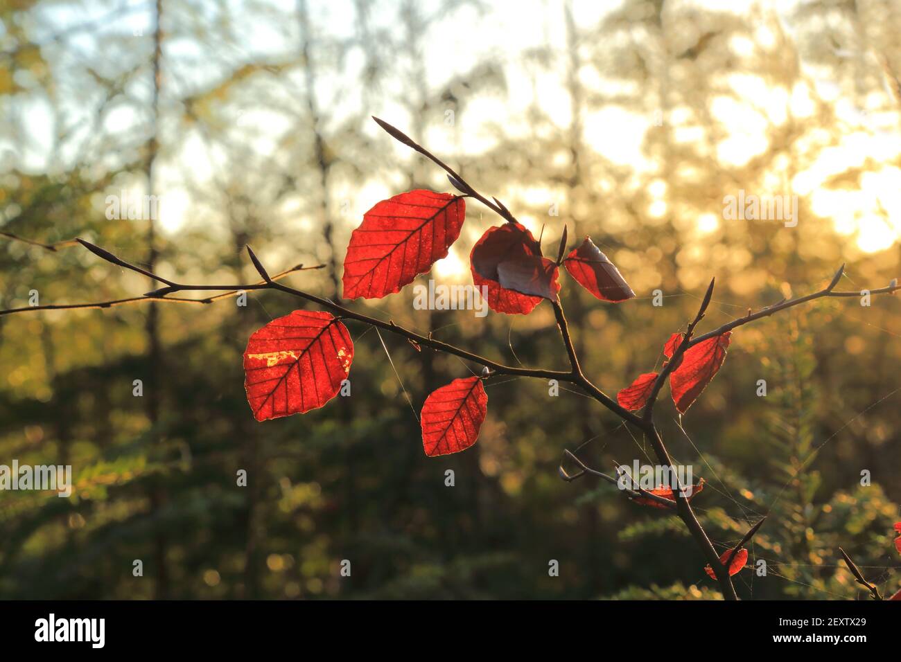 Foglie rosse nella foresta in inverno retroilluminate dalla luce solare Foto Stock