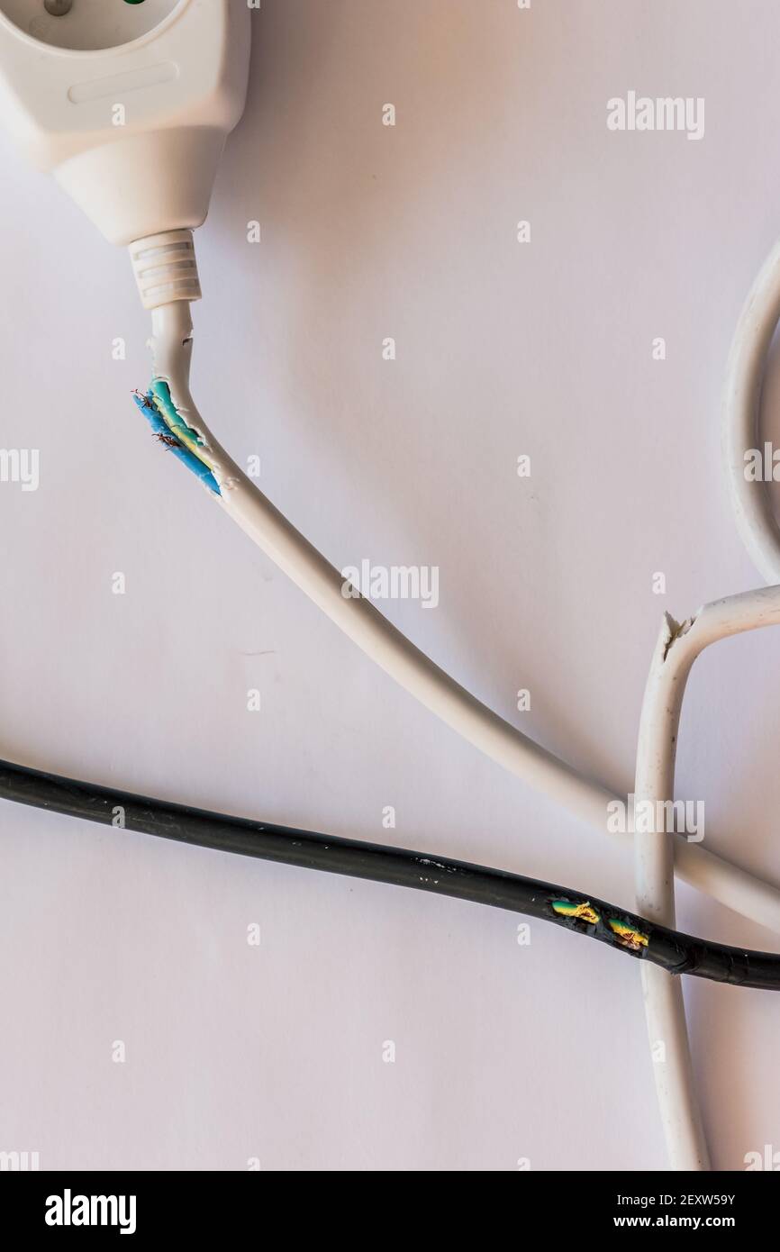 cavo danneggiato da masticazione di coniglio Foto Stock