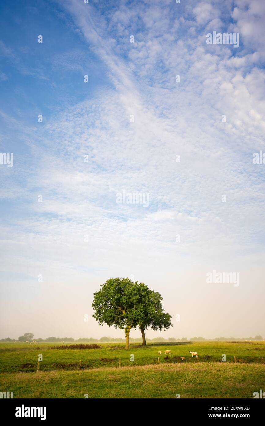 Due alberi sono isolati da una riva di nebbia che si ritorce la mattina all'inizio dell'estate, quando la luce diretta inizia a riscaldare la scena rurale. Foto Stock