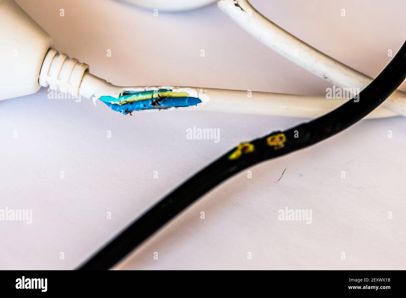 cavo danneggiato da masticazione di coniglio Foto Stock