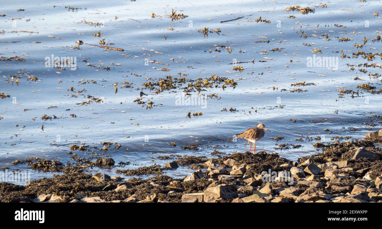 Redshank, Tringa totanus, in acque bordo paesaggio. Devon, Regno Unito. Foto Stock