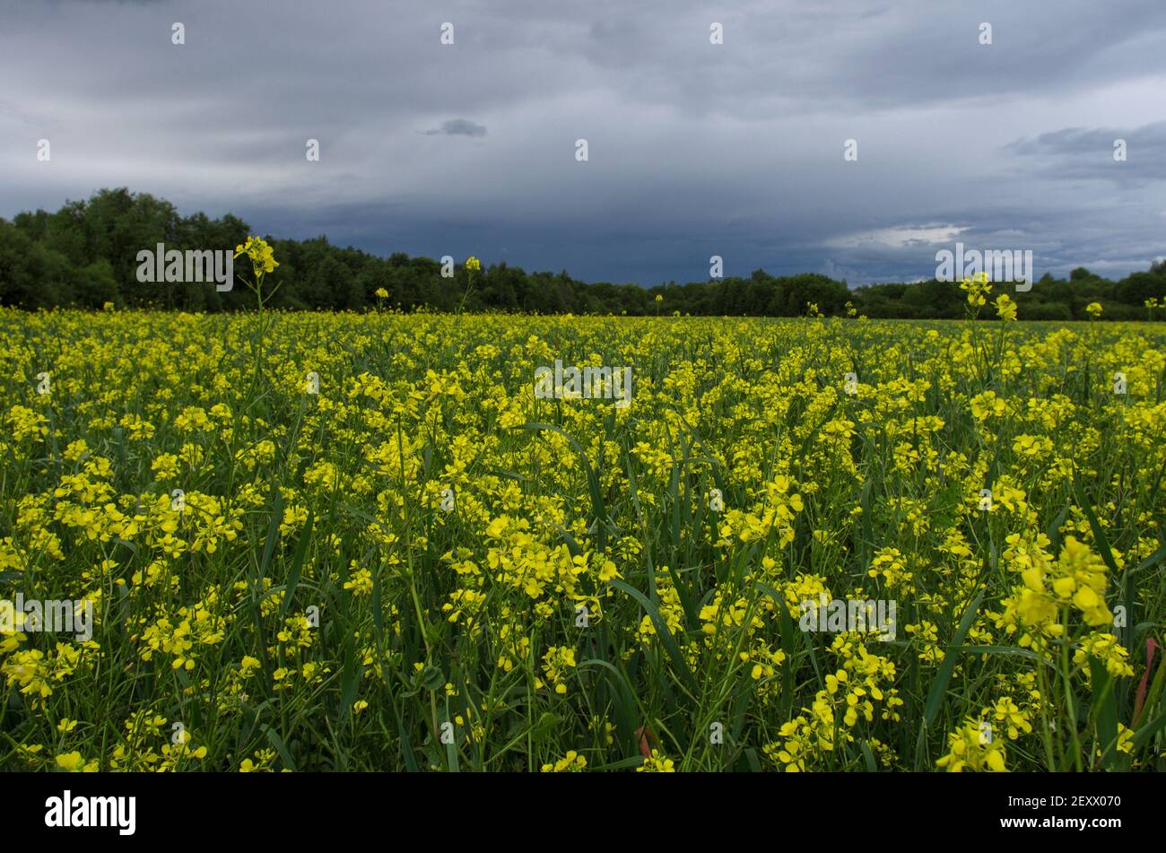 Campo giallo di colza in tempo nuvoloso in estate (regione di Pskov, Russia) Foto Stock