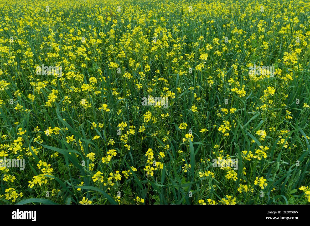 Ravizzone in fiore su un campo agricolo nel primo piano estivo (regione di Pskov, Russia) Foto Stock