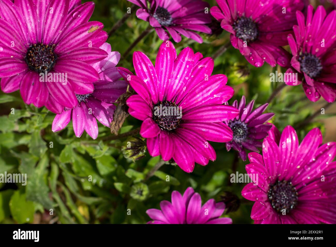 Primo piano di fiori viola gerbera con petali bagnati, sfondo sfocato Foto Stock