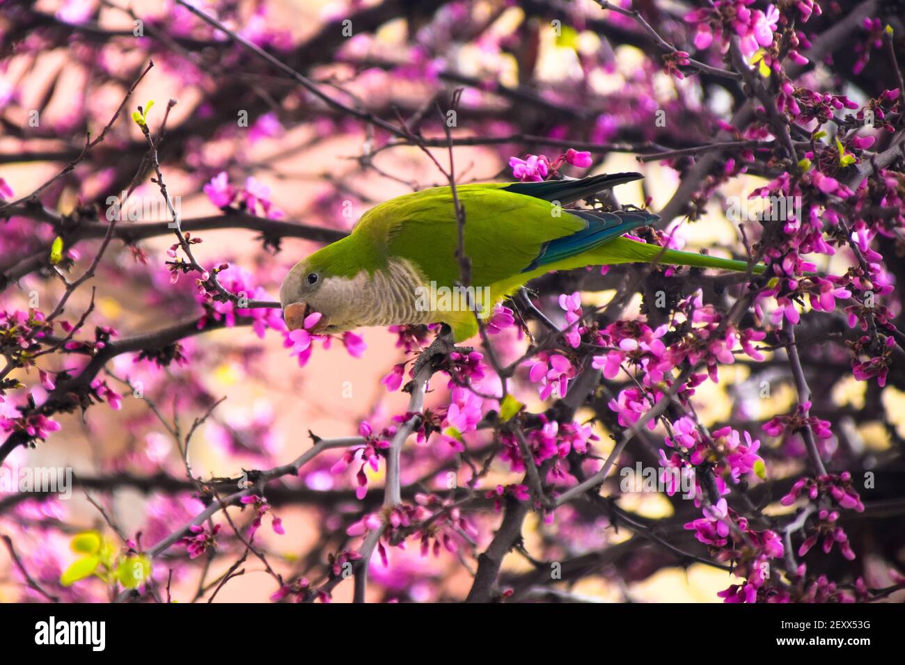 Monk Parakeet / Quaker Parrot (Myiopsitta monachus) mangiare mandorle fiori. Foto Stock