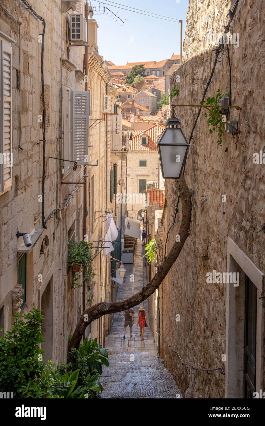 Dubrovnik, Croazia - 22 agosto 2020: Scale di pietra per la città vecchia con ramo di albero vecchio in estate mattina Foto Stock