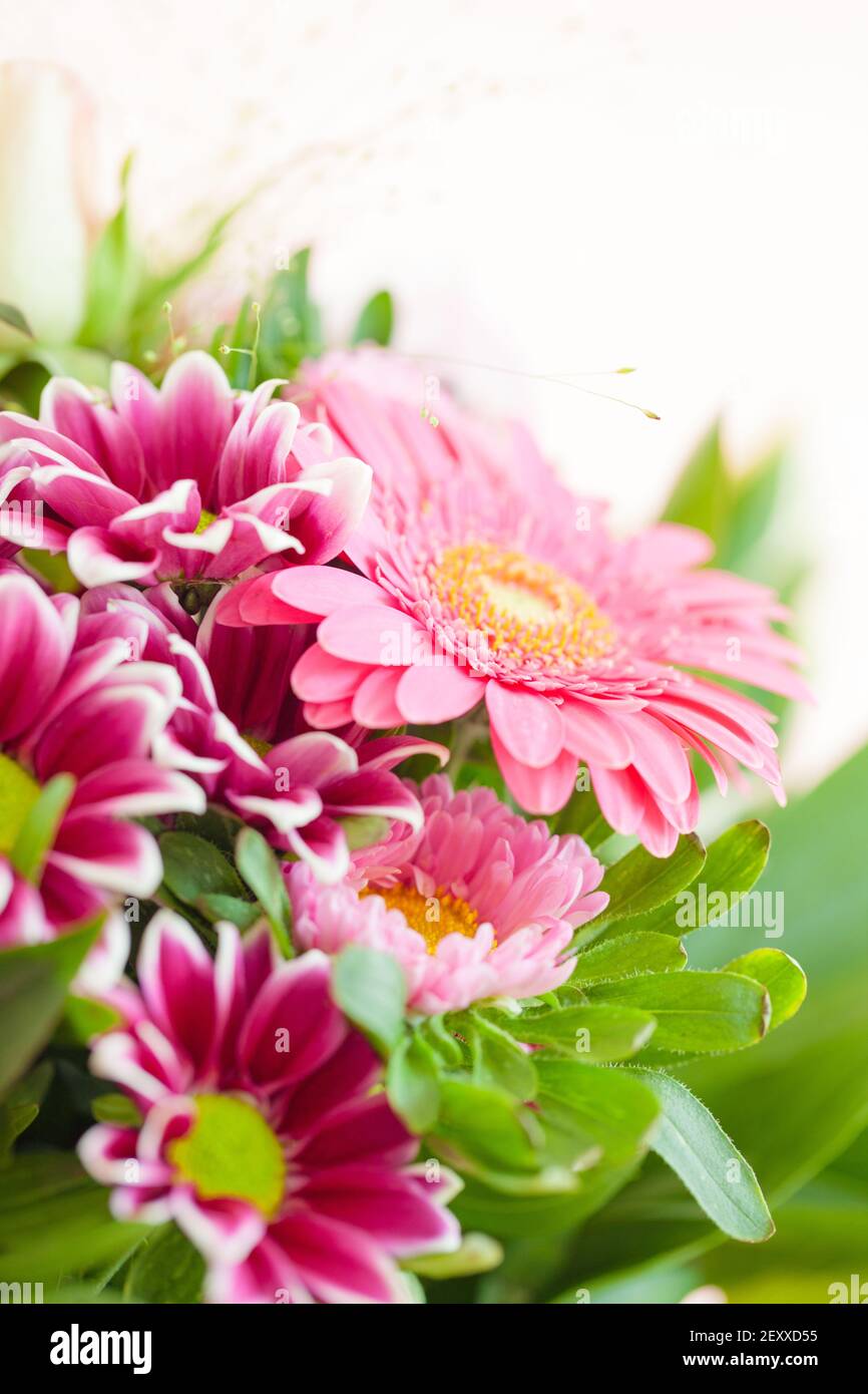 Coloratissimi fiori estivi Foto Stock