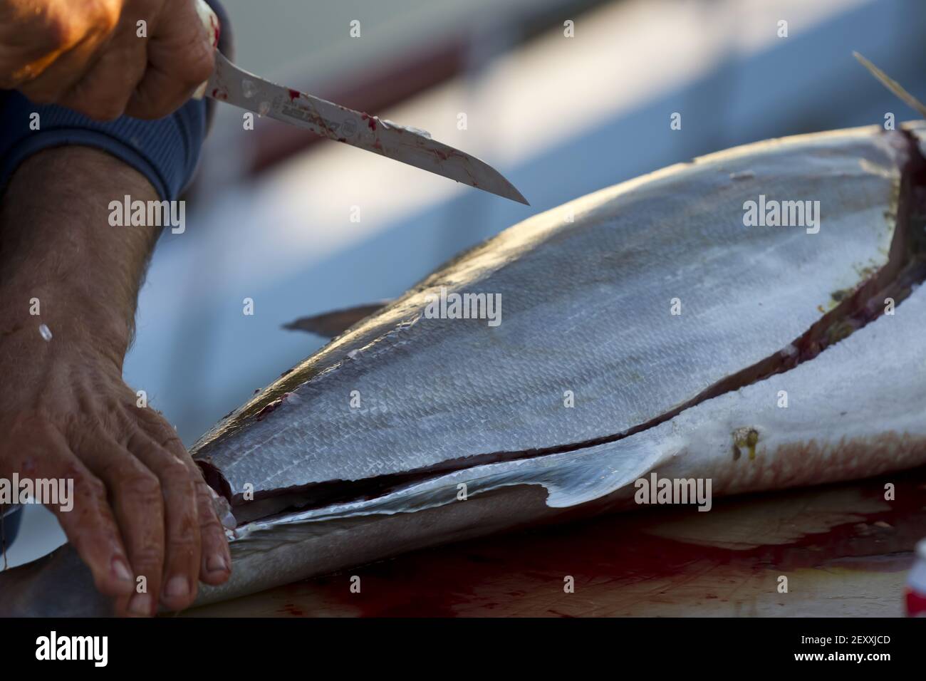 Pesce eviscerato Foto Stock