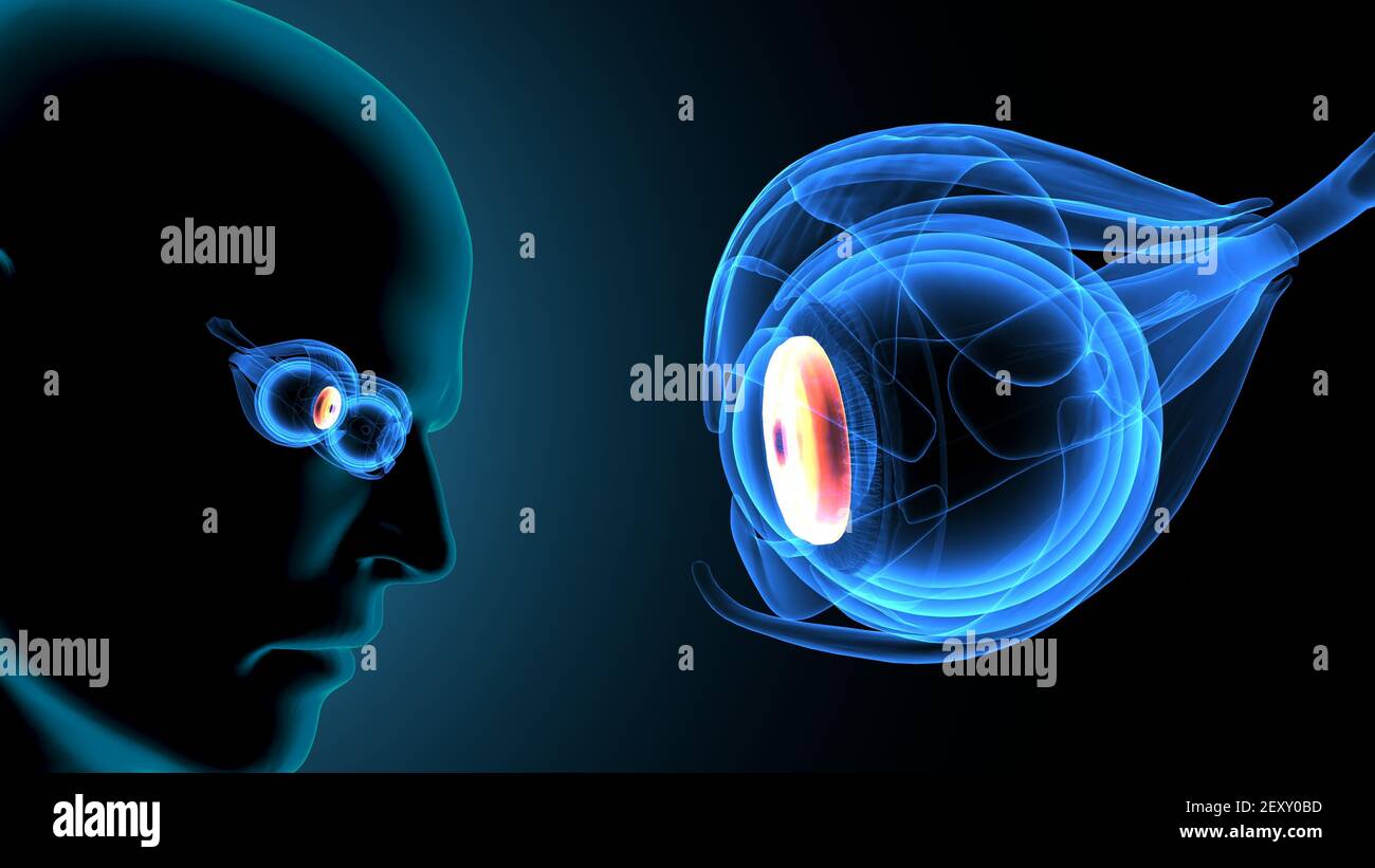 rendering 3d dell'anatomia dell'occhio del corpo umano. Foto Stock