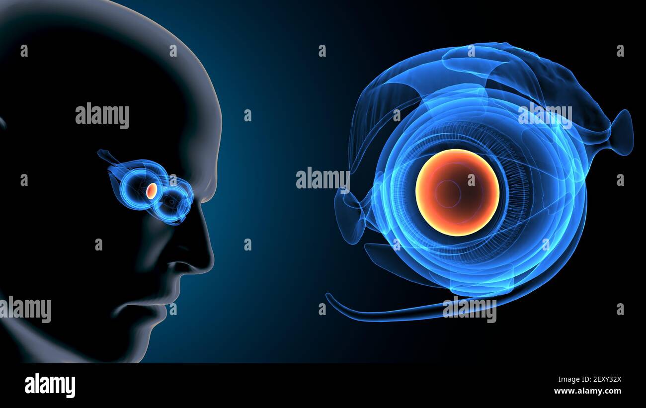 rendering 3d dell'anatomia dell'occhio del corpo umano. Foto Stock