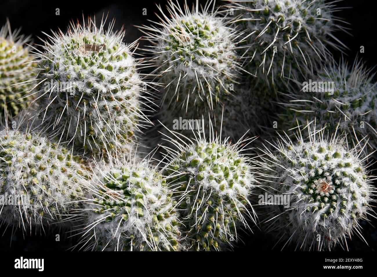 Il Cactus Cactaceae o Mammillaria Parkinsonii dal Messico al Cactus Garden nel villaggio di Guatiza sull'isola Di Lanzarote sulle Canarie è Foto Stock