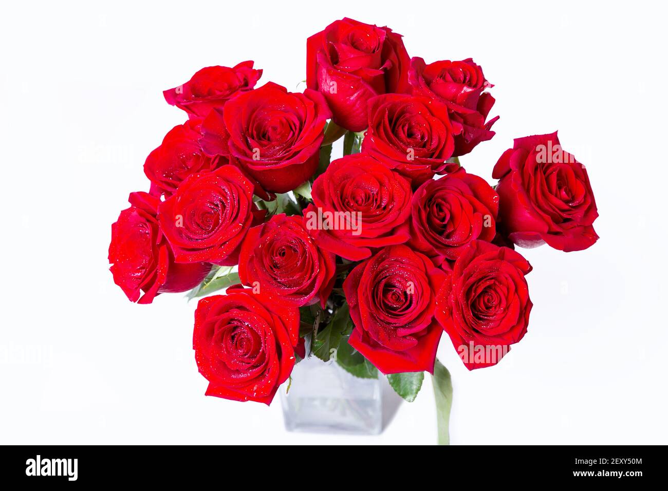 Bouquet di rose rosse (borgogna) su sfondo bianco. Gocce d'acqua. Primo piano. Foto Stock