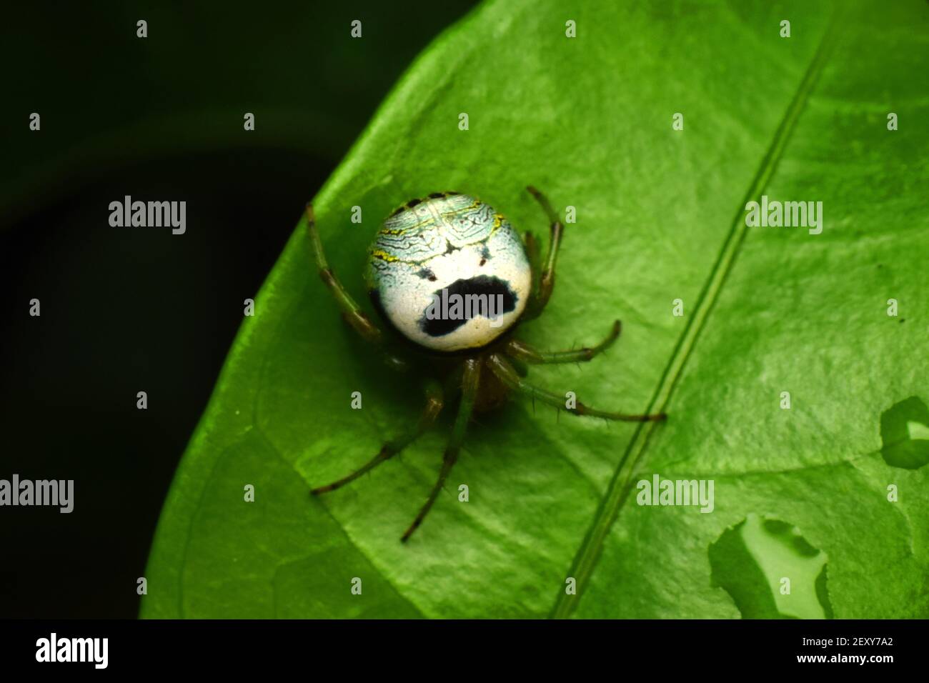 Rene giardino ragno (Araneus mitificus) Foto Stock