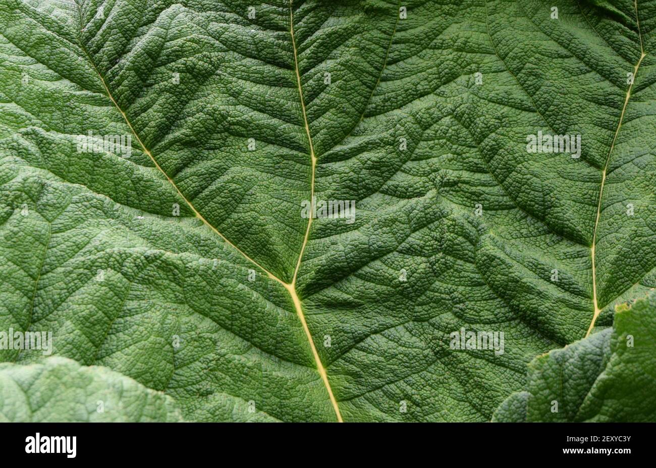 Creste frattali su foglia grande Foto Stock