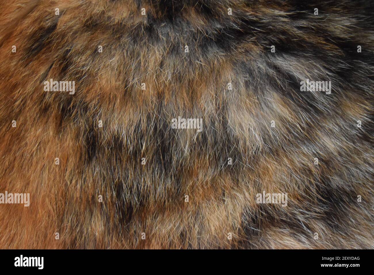Cat Fur in paesaggio Foto Stock
