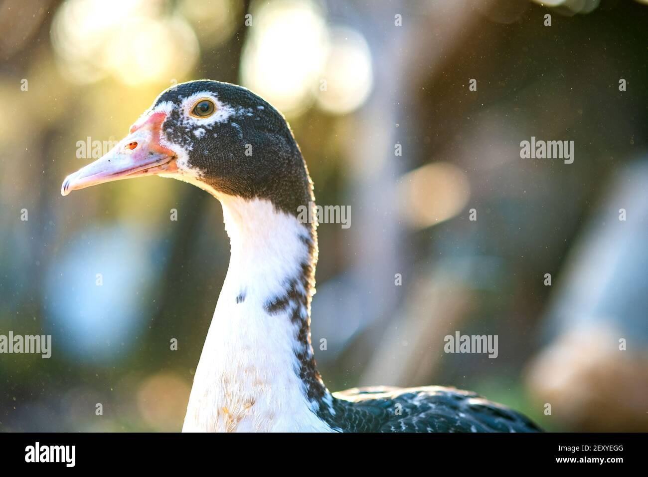 Particolare di una testa d'anatra. Anatre alimentano su barnyard rurale tradizionale. Primo piano di uccelli acquatici in piedi sul cortile fienile. Concetto di allevamento di pollame di gamma libera. Foto Stock