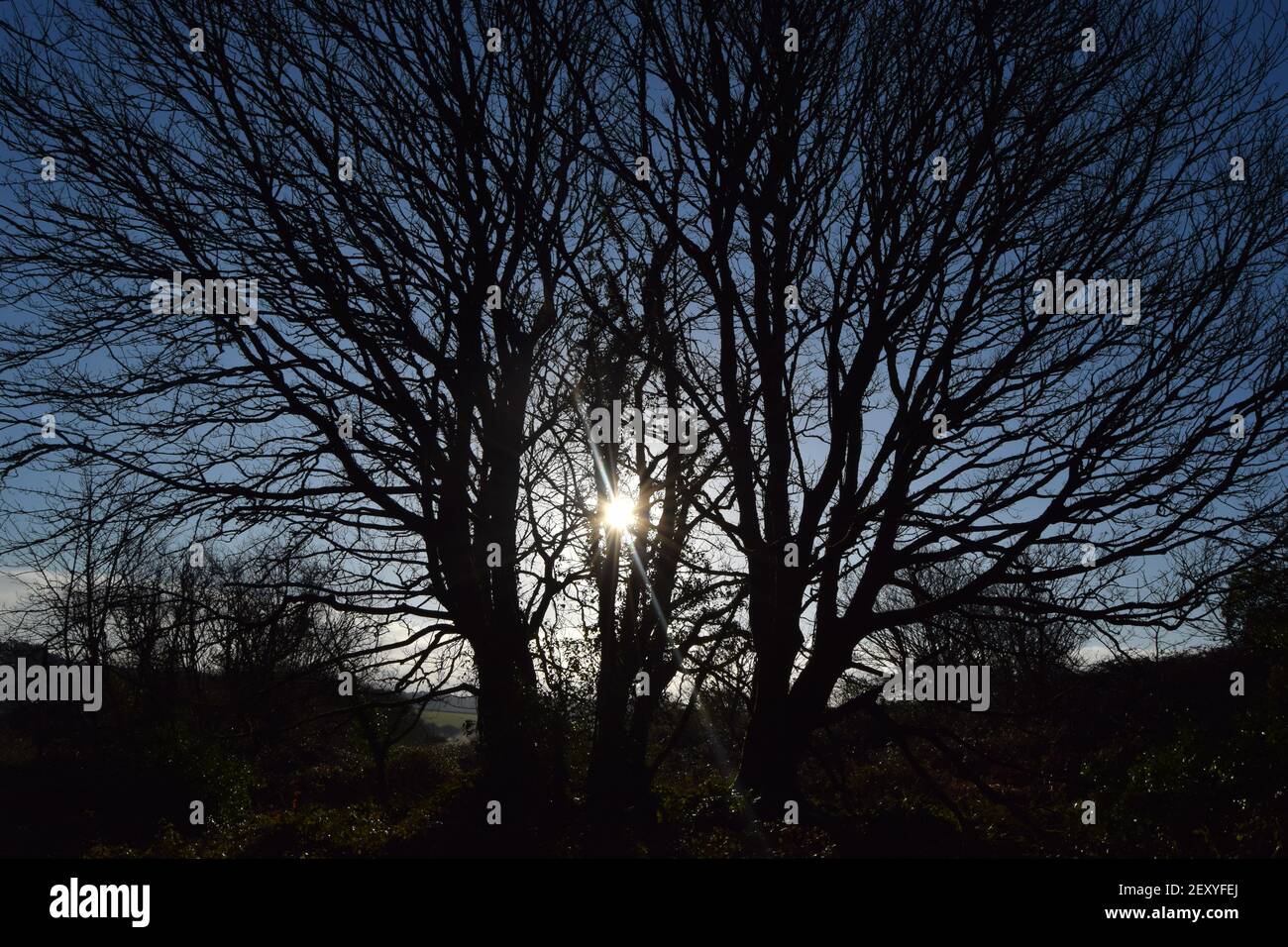 Sole attraverso alberi simmetrici Foto Stock