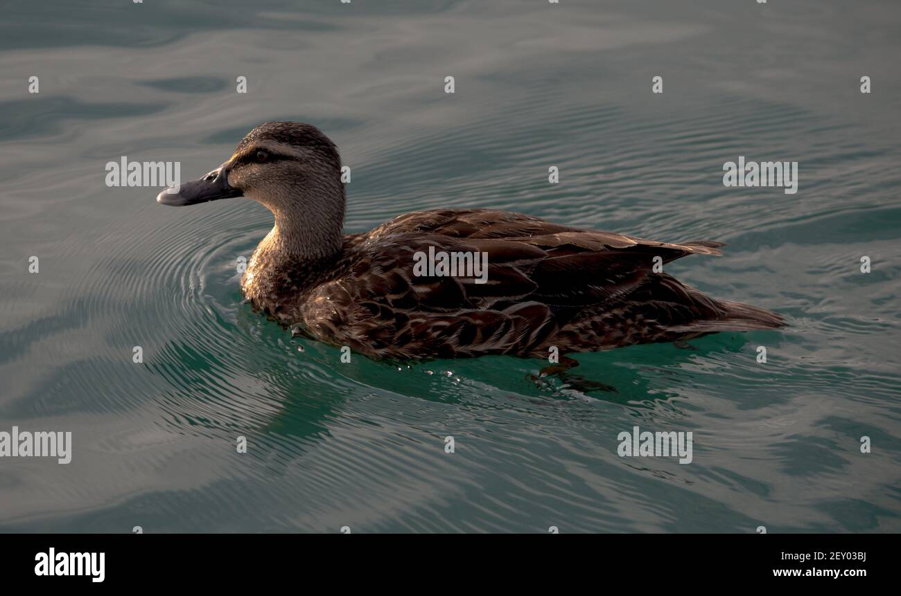 Un'immagine di un'anatra che nuotava mentre eravamo fuori nel porto vicino all'isola di Motuihe ad Auckland, Nuova Zelanda. Foto Stock