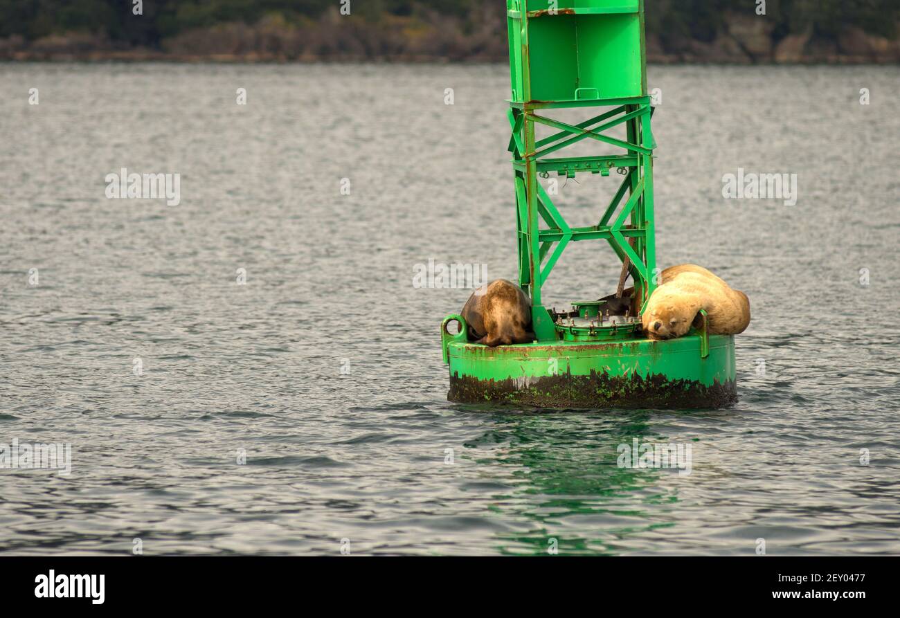 I leoni di mare oceano Slumber Reserrection Boa Bay fauna marina Foto Stock