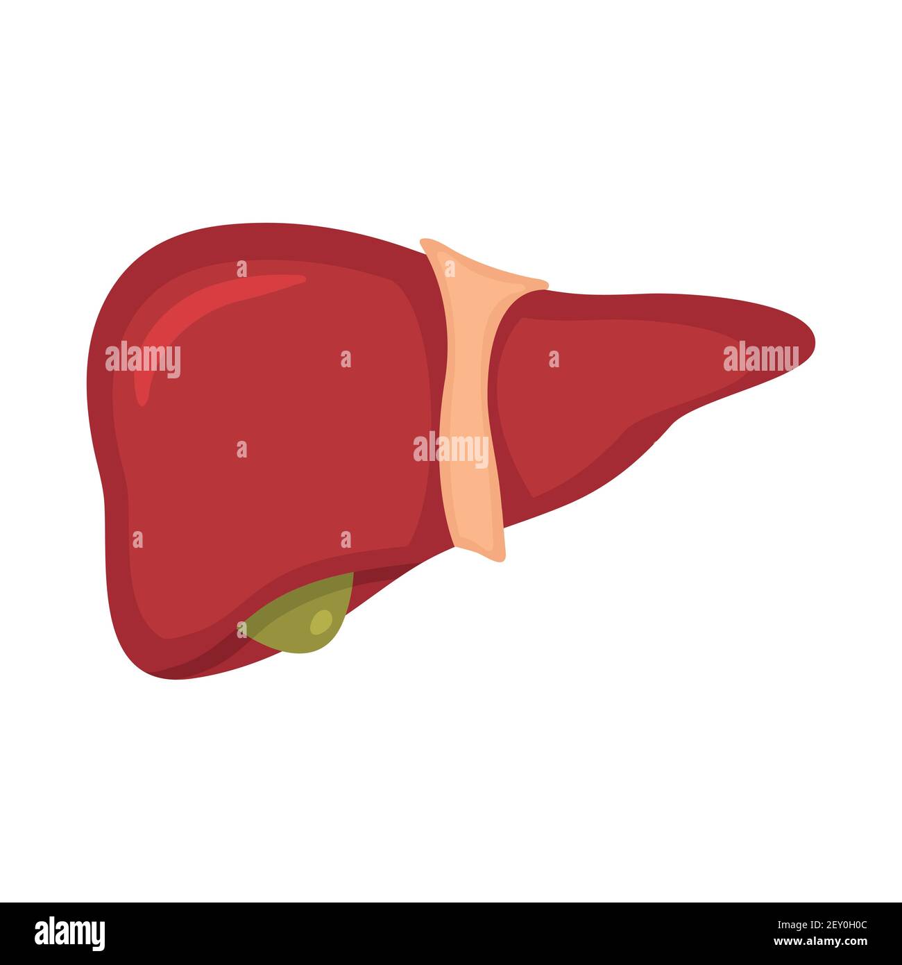 Anatomia del fegato umano. Illustrazione vettoriale della scienza