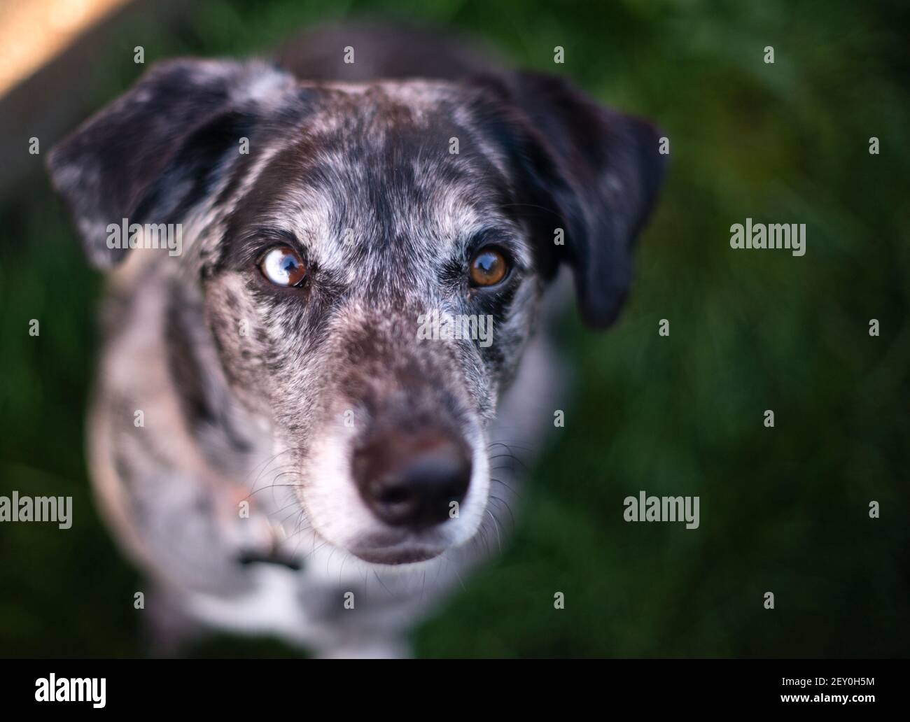 Bright Eyed cercando unico cane Canine Guarda la fotocamera Foto Stock