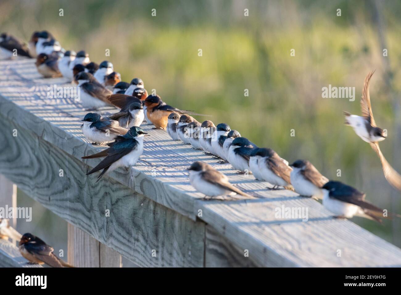 Swallow specie 10 maggio 2020 Lago Lakota, Newton Hills state Park, South Dakota Foto Stock