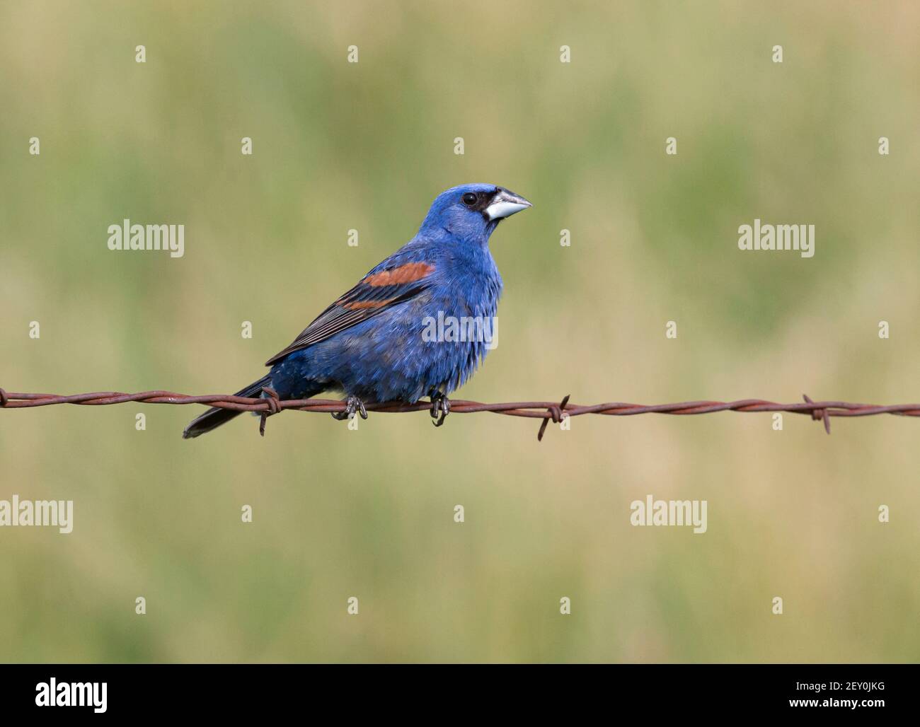 Blue Grossbeak 7 luglio 2019 Minnehaha County, South Dakota Foto Stock