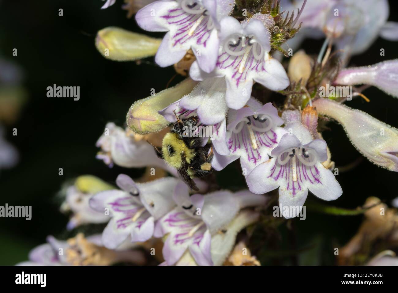 Bumblebee e Penstemon 17 giugno 2020 Brandon, South Dakota Foto Stock