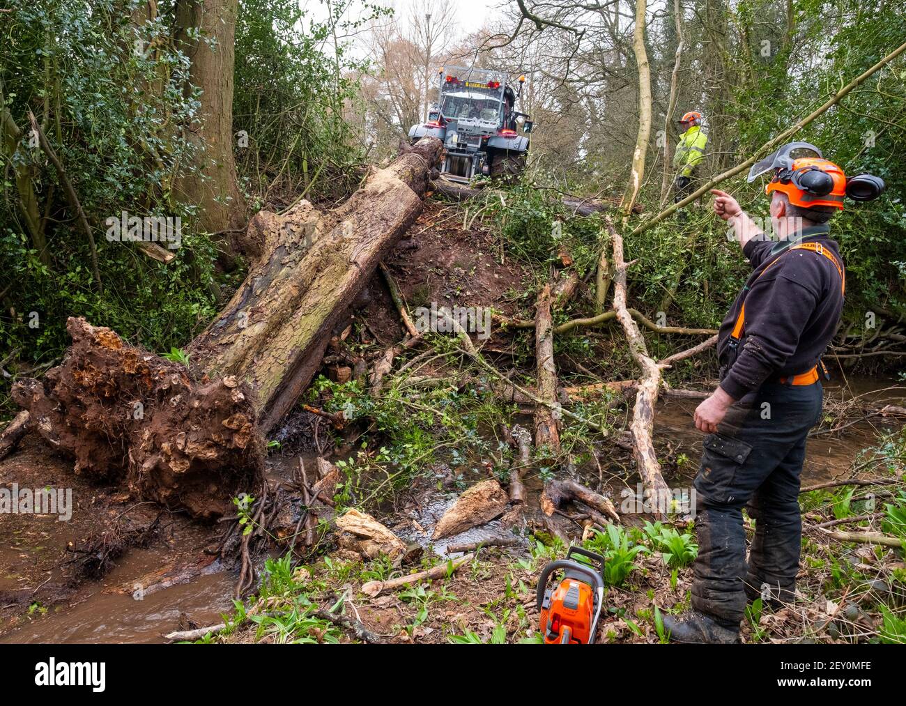 I lavoratori dell'Agenzia dell'ambiente rimuovono un albero morto caduto che blocca il Wesley Brook a Shifnal, Shropshire, Inghilterra, Regno Unito. Foto Stock