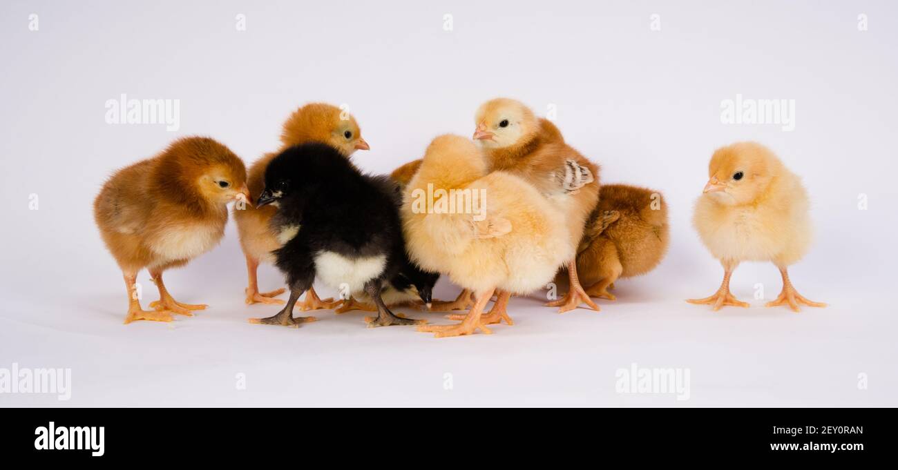 Pulcino di bambino neonato Farm polli Australorp Rhode Island red Foto Stock