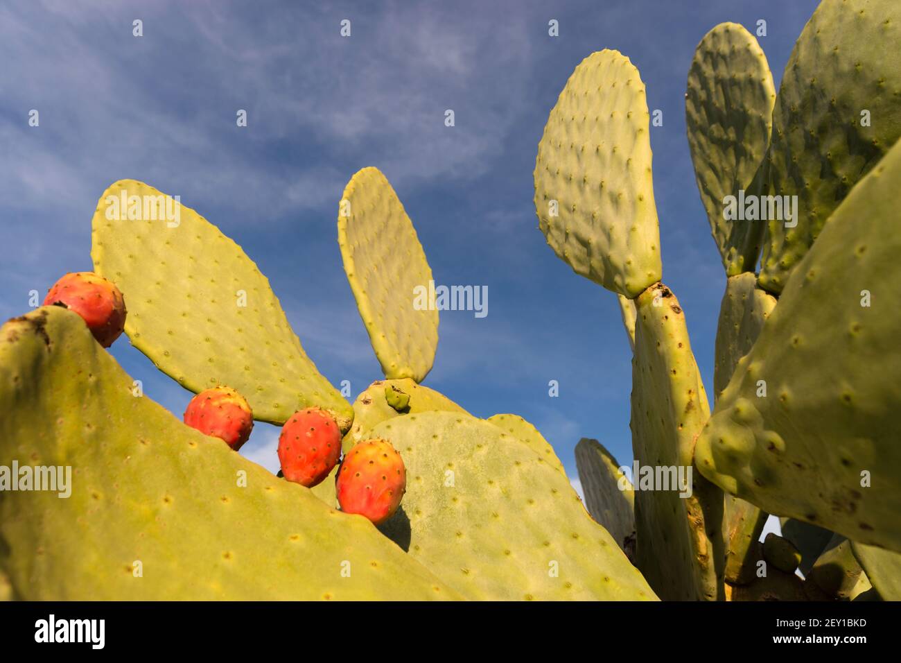 Blooming California Opuntia Cactus occidentale comune Cactus di fico d'India Foto Stock
