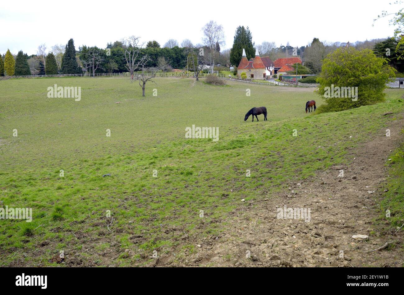 Loose Village, Kent, Regno Unito. 2 cavalli che pascolano in un paddock accanto ad una casa di oast convertita. Foto Stock Loose Village, Kent, Regno Unito. 2 cavalli che pascolano in un paddock accanto ad una casa di oast convertita. Foto Stock