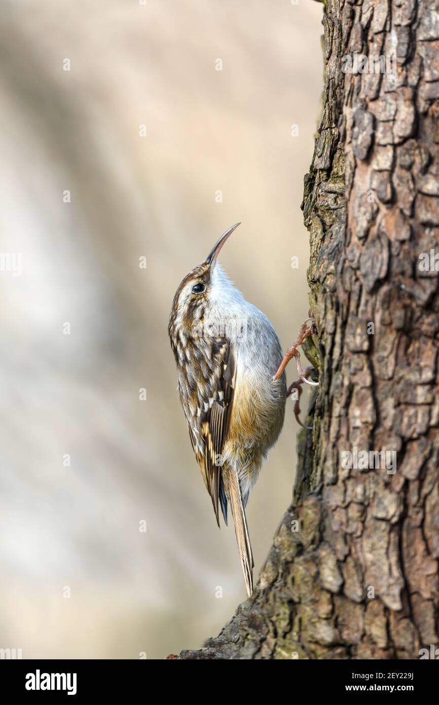 Il treecreeper eurasiatico (Certhia familiaris) è un piccolo uccello passerino, dove è semplicemente l'unico membro vivente del suo genere Foto Stock