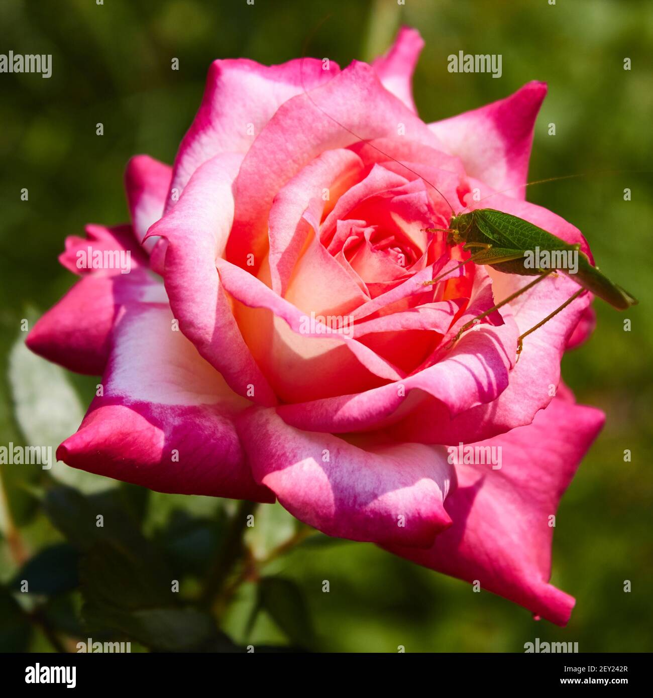 Katydid Tettigonia cantans su una rosa rosa. Foto Stock