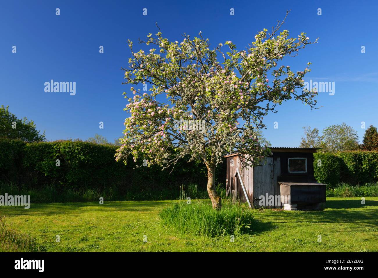Vecchio albero di mele Grenadier, coperto di fiori e licheni. Cottura della mela. Foto Stock