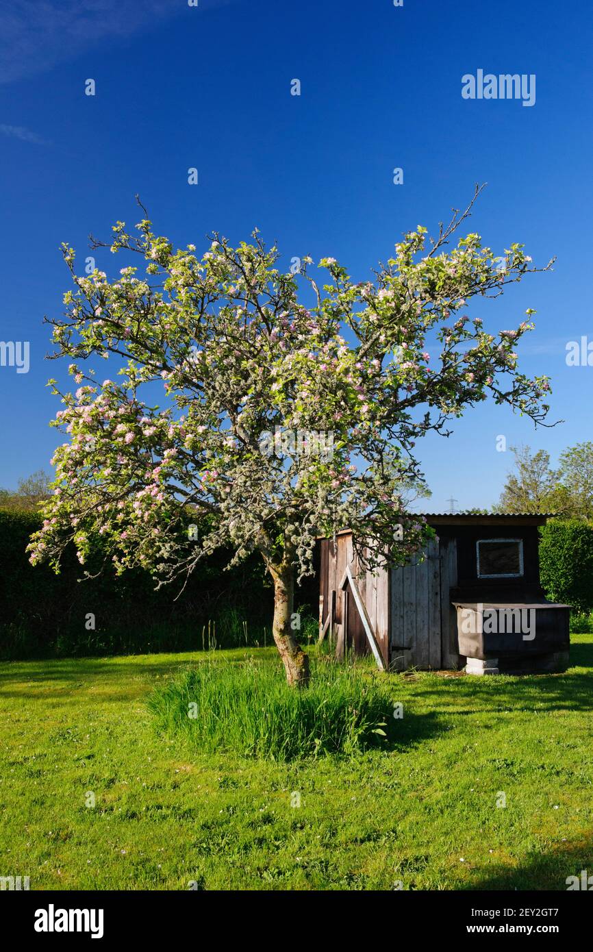 Vecchio albero di mele Grenadier, coperto di fiori e licheni. Cottura della mela. Foto Stock