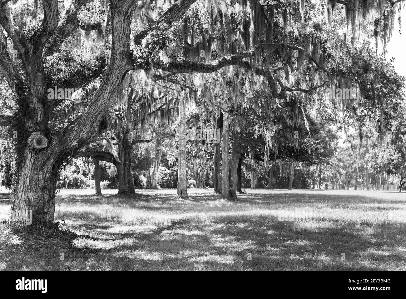 Foto in bianco e nero di muschio spagnolo appeso alla quercia alberi Foto Stock