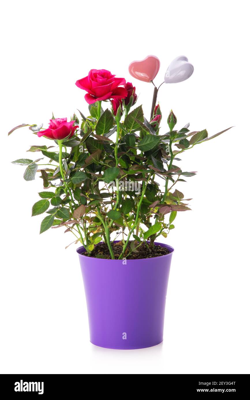 Pianta di rosa in vaso isolato su sfondo bianco Foto Stock