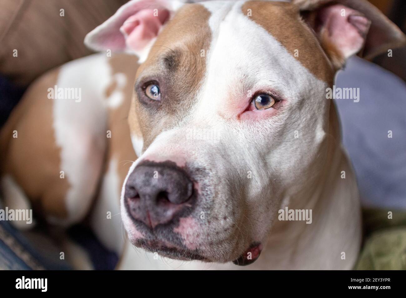 Un cane pitbull di razza mista (American Staffordshire Pit Bull Terrier e American Pit Bull Terrier) (Canis lupus familiaris) sembra allerta. Foto Stock