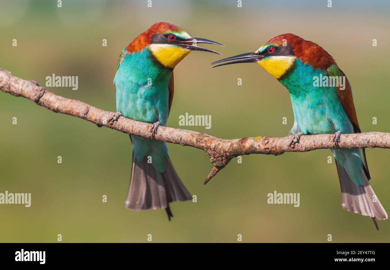coppia di uccelli variopinti e luminosi dell'ape-eater Foto Stock