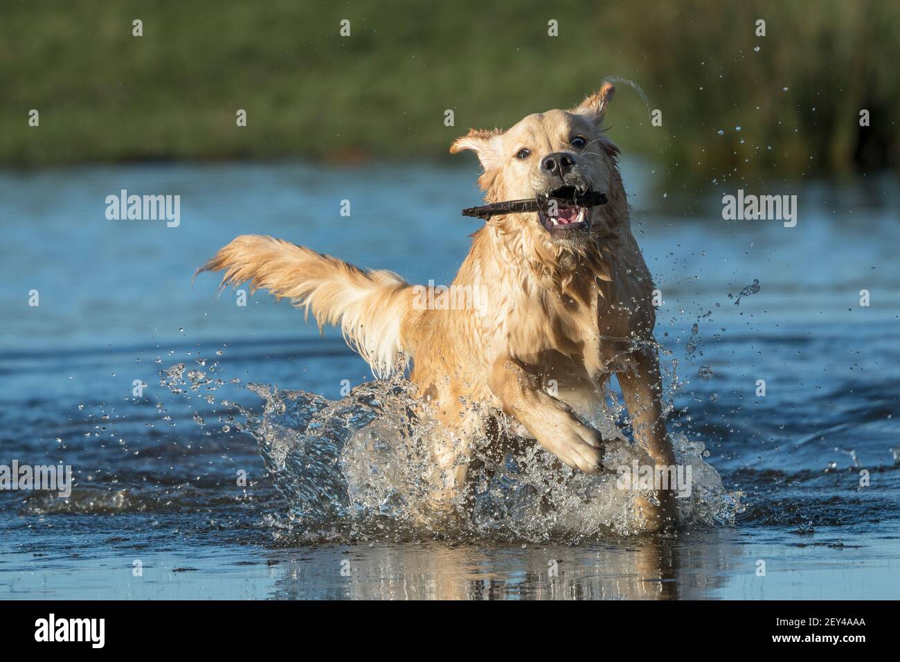 Golden Retriever spruzzi di divertirsi con un bastone Foto Stock