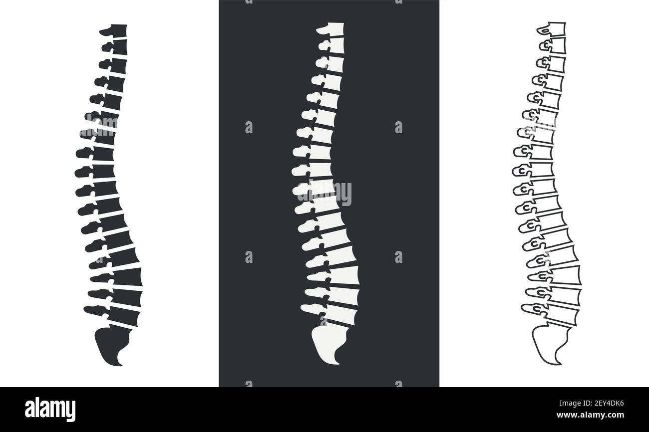 Vista laterale della colonna vertebrale su un bianco e nero sfondo Illustrazione Vettoriale