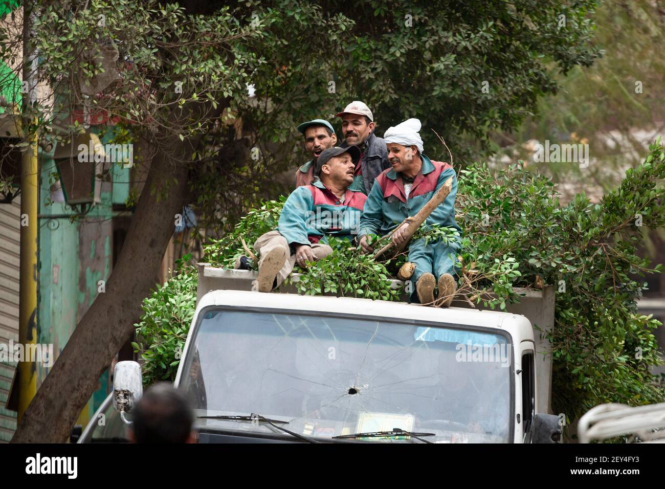 Un gruppo di quattro lavoratori egiziani locali seduti sul tetto di un camion accatastato con talee di alberi, il Cairo, Egitto Foto Stock