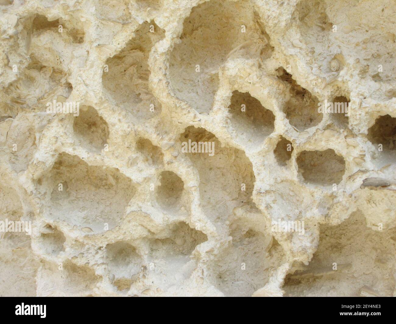 Fossile preistorico ammonita su una roccia, sfondo bianco rilievo Foto Stock