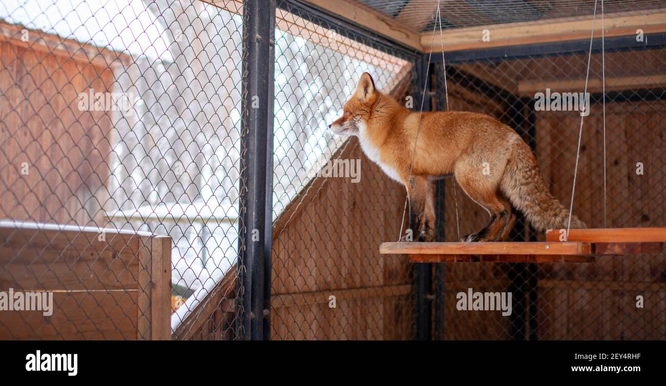 Wild Red Fox seduto in una gabbia presso lo zoo. Foto di alta qualità Foto Stock