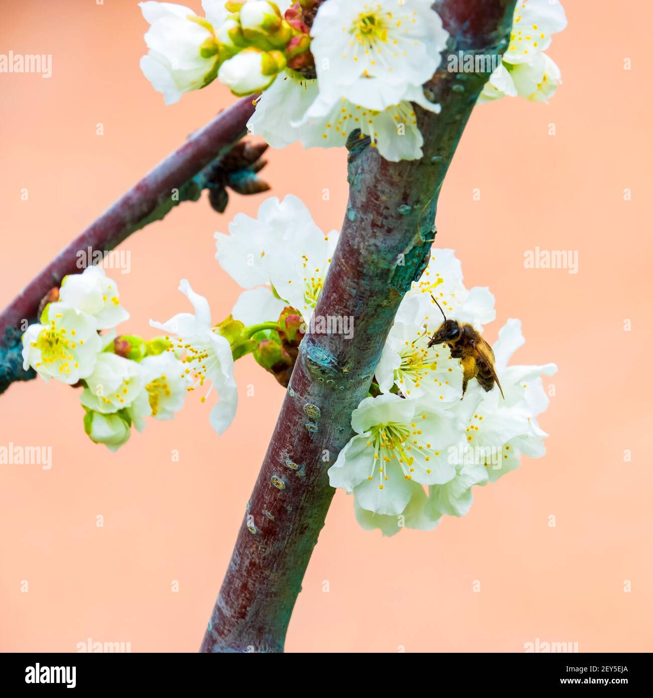 Primo piano di un'ape che impollinava un fiore di ciliegio Foto Stock